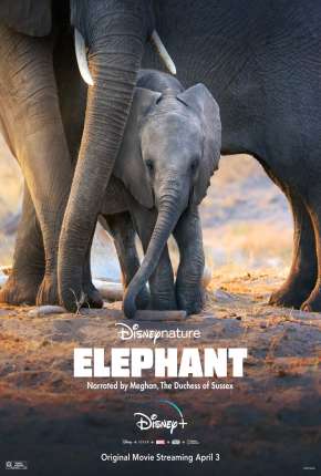 Elefante - Legendado via Torrent